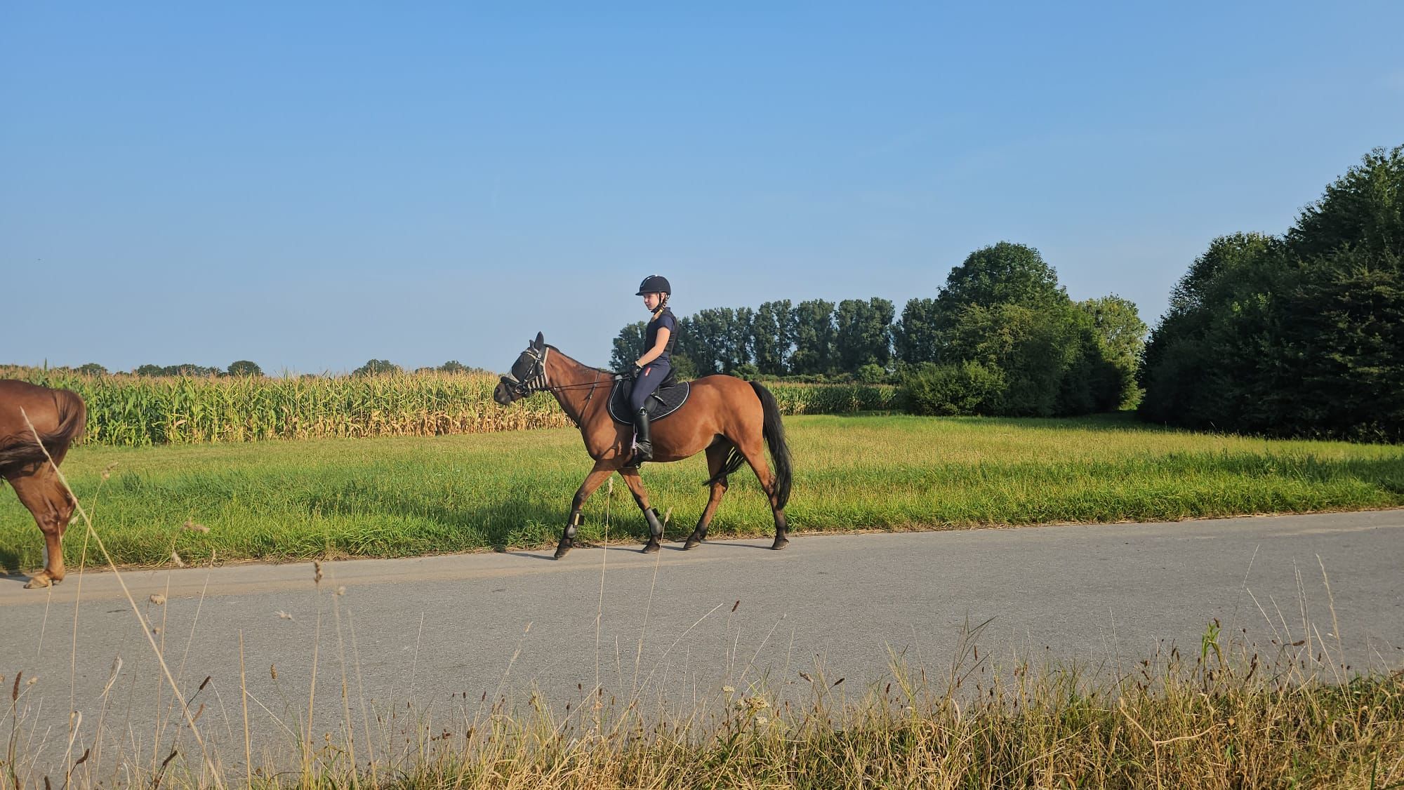 Naturgebiet Rheinbogen